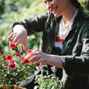 Adaptive Climate Orchard Planning