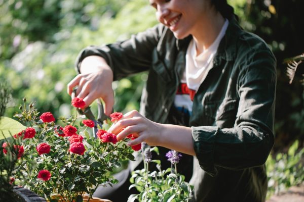 Adaptive Climate Orchard Planning